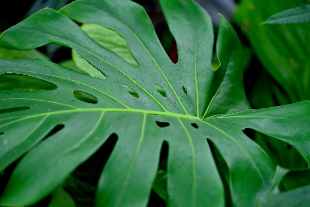 zoom sur une feuille de monstera