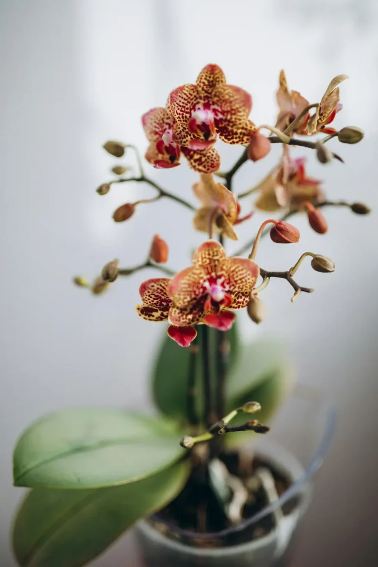Orchidée sans terre : Quels sont les bons conseils pour l’entretien ?