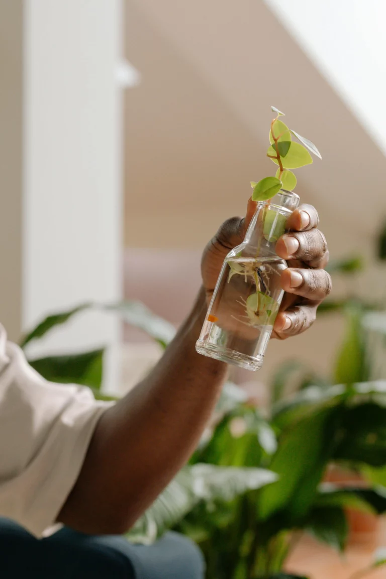 bouture de plante mise dans de l'eau