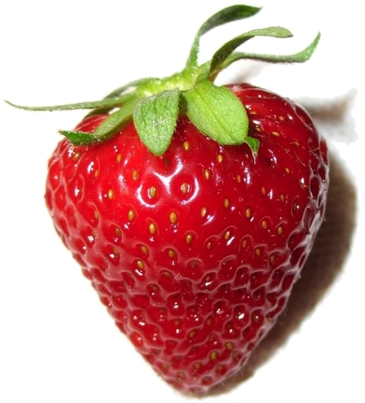 fraise hydroponique culture sans terre