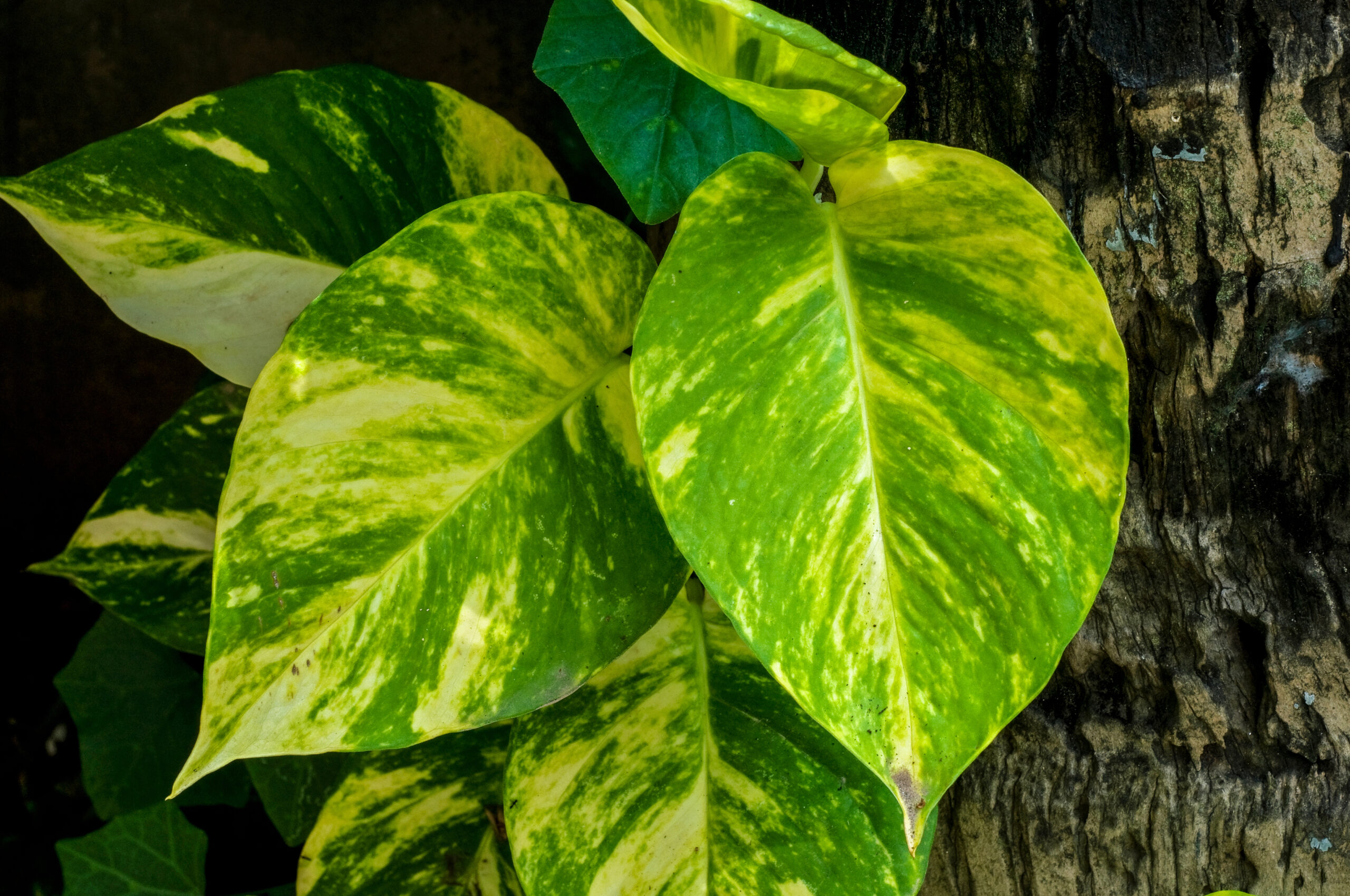 Plantes sans terre : liste complète et guide pratique 3 Pothos (Epipremnum aureum) en hydroculture, plante sans terre cultivée dans l'eau