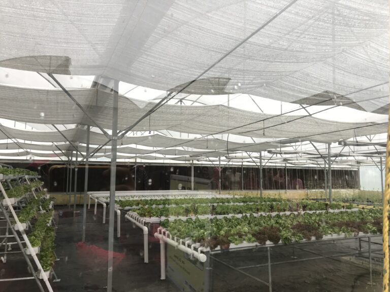 Laitue cultivée en hydroponie dans un bac — méthode Kratky