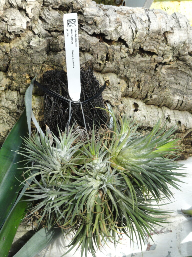 Tillandsia ionantha, plante sans terre épiphyte aux feuilles rougeoyantes avant floraison