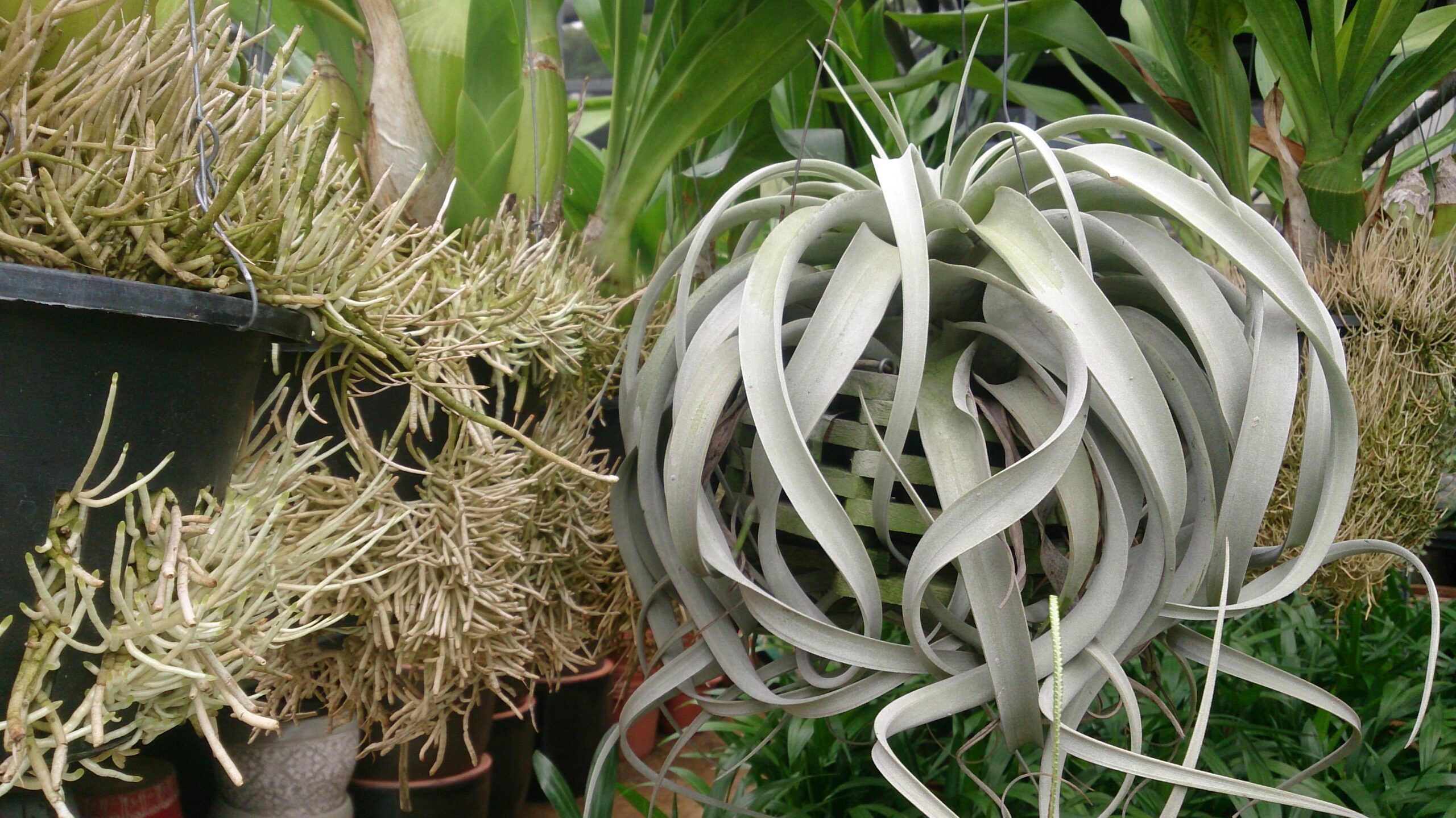 Plantes sans terre : liste complète et guide pratique 2 Tillandsia xerographica, grande rosette argentée, plante aérienne sans terre