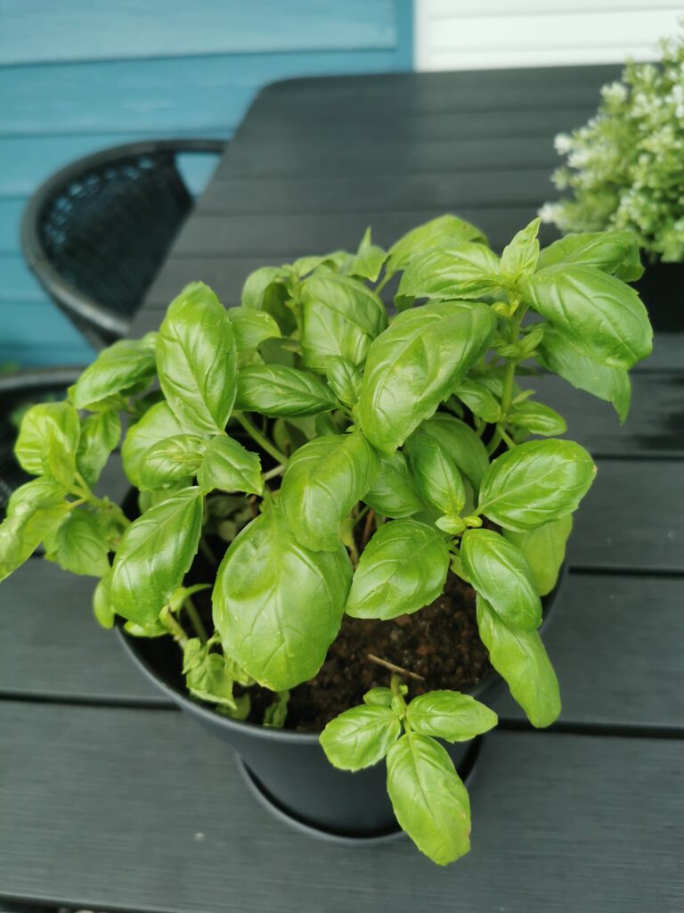 Plant de basilic (Ocimum basilicum) au feuillage vert dense cultivé en pot