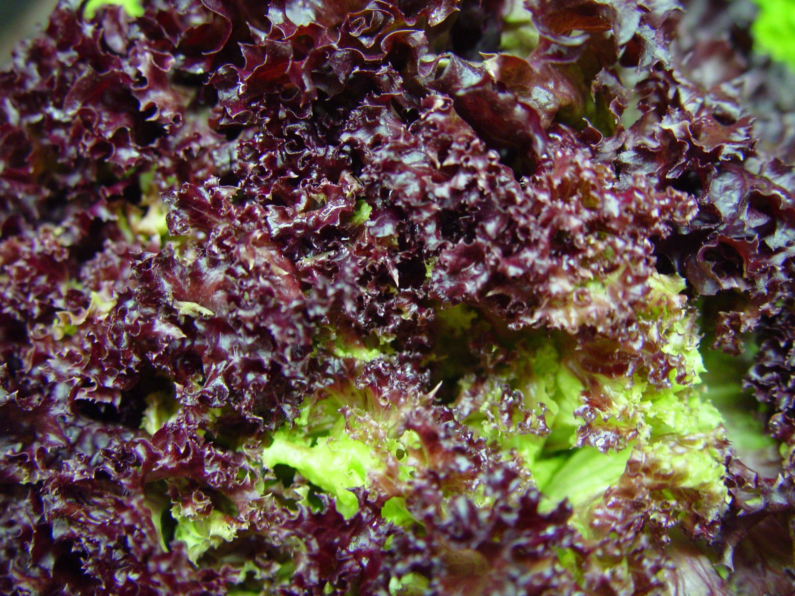 Faire ses semis en hydroponie : guide complet pour la germination 3 Feuilles de laitue rouge cultivée en hydroponie, résultat d'une germination réussie