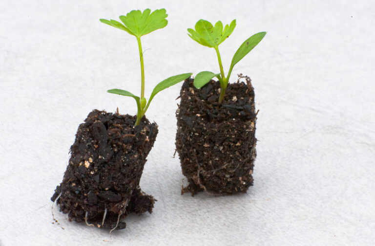 Semis en hydroponie dans des cubes de substrat prêts à être transplantés