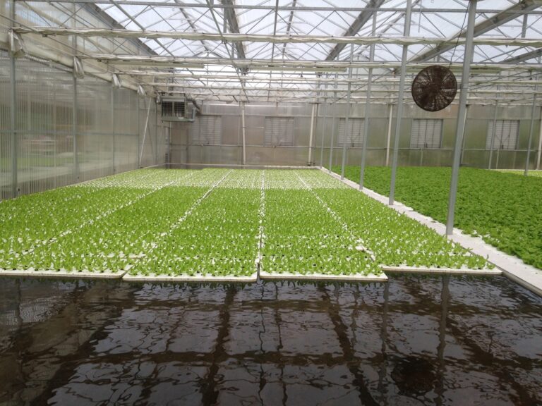 Système hydroponique DWC fait maison avec paniers flottants pour la culture de salades