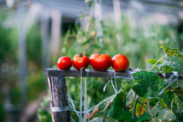 Plants de tomates palissés en rangées dans une serre, cultivés en hydroponie