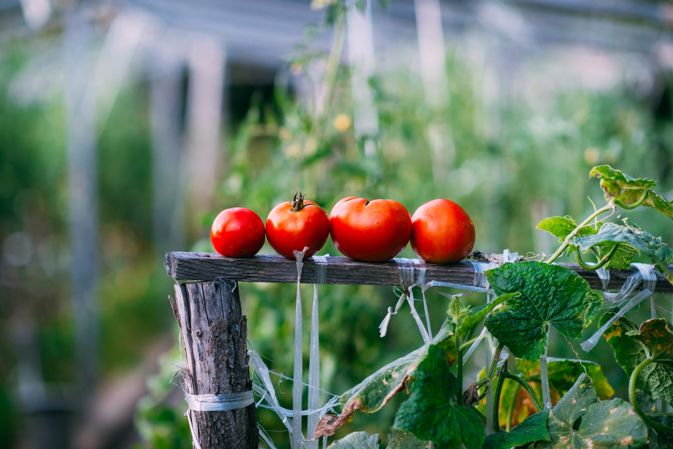 Plants de tomates palissés en rangées dans une serre, cultivés en hydroponie