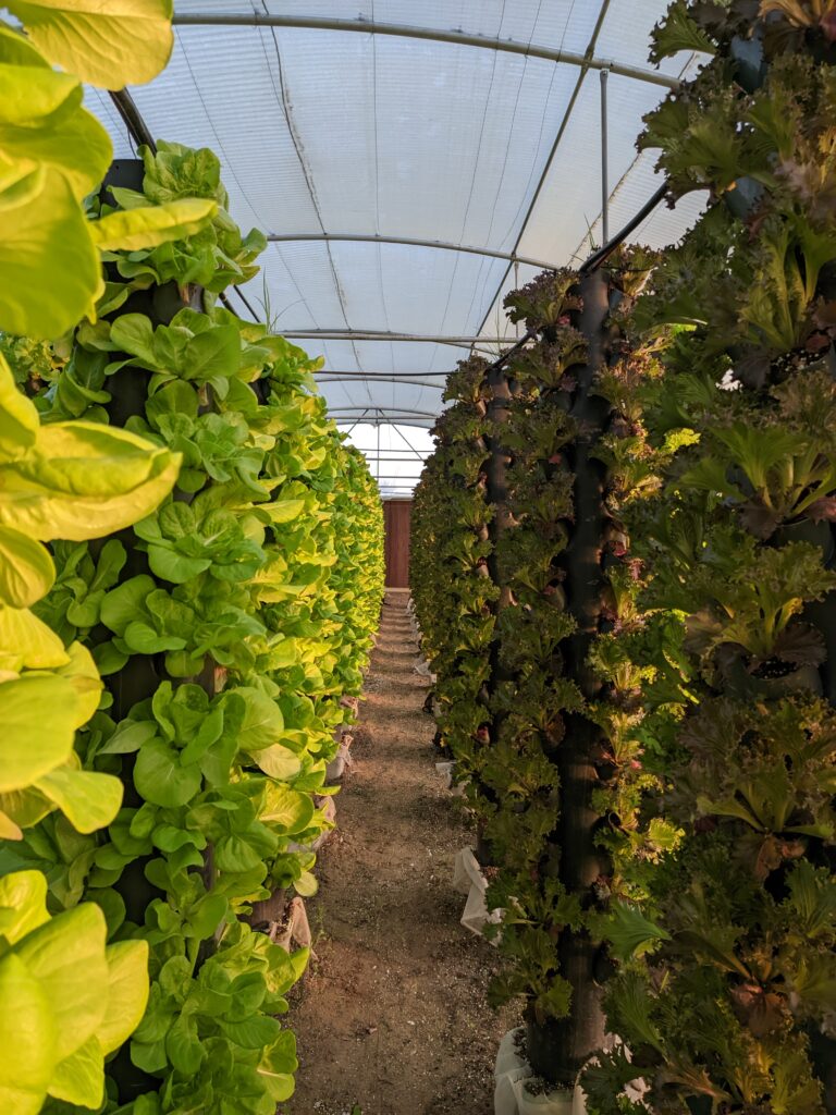 Rangées de tours hydroponiques verticales couvertes de salades dans une serre